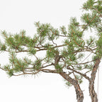 Detalle de ramas de bonsai yamadori de pinus sylvestris.