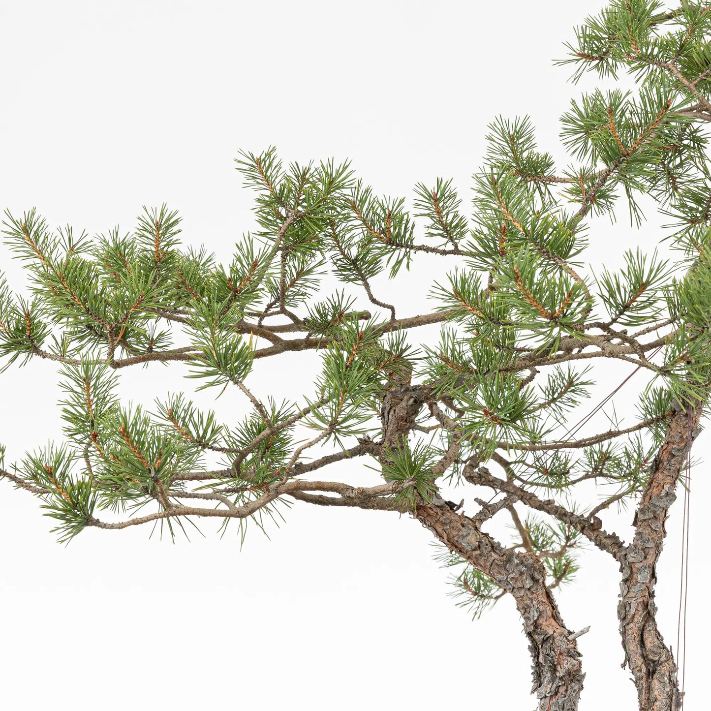 Detalle de ramas de bonsai yamadori de pinus sylvestris.