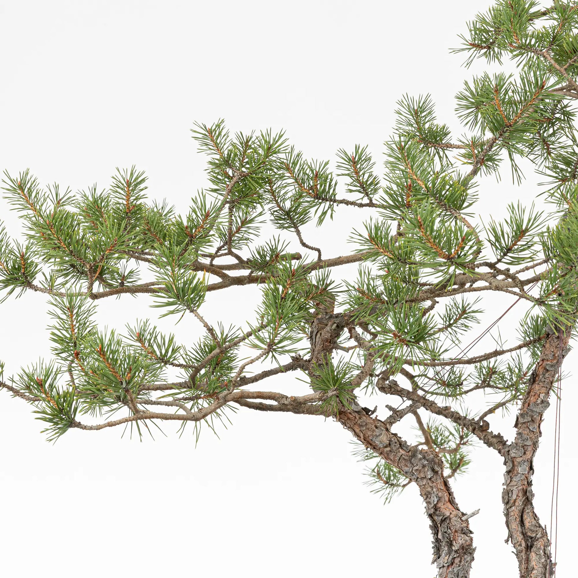 Detalle de ramas de bonsai yamadori de pinus sylvestris.