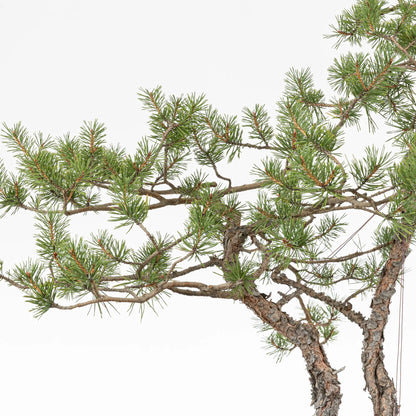 Detalle de ramas de bonsai yamadori de pinus sylvestris.