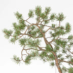 Detalle de ramas de bonsai de pinus sylvestris