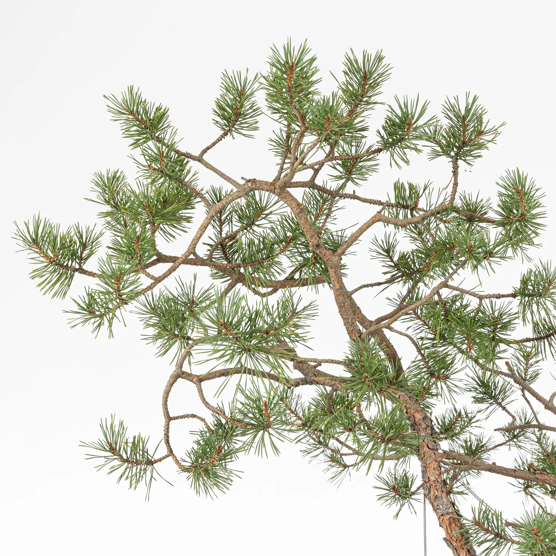 Detalle de ramas de bonsai de pinus sylvestris