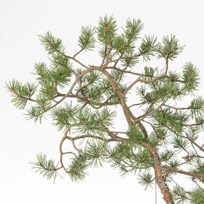 Detalle de ramas de bonsai de pinus sylvestris