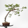 PINUS SYLVESTRIS