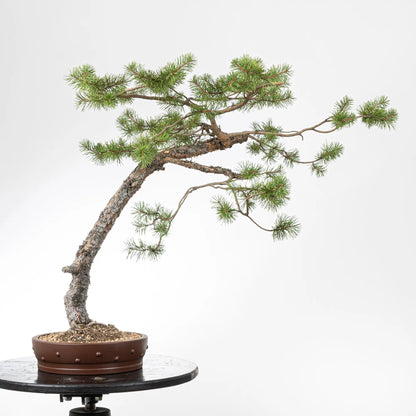 Bonsai yamadori de pino silvestre en estilo bunjin y tamaño dai