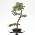 Bonsai yamadori de pinus silvestre prediseñado de estilo bunjin y tamaño dai