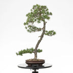 Bonsai yamadori de pinus silvestre prediseñado de estilo bunjin y tamaño dai