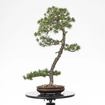 Bonsai yamadori de pinus silvestre prediseñado de estilo bunjin y tamaño dai