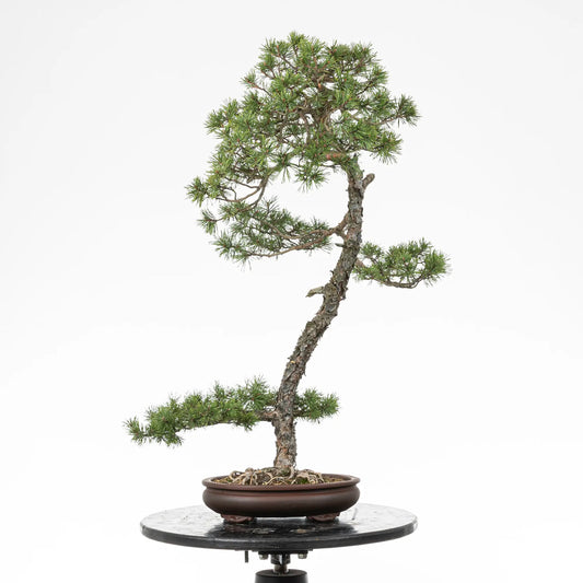 Bonsai yamadori de pinus silvestre prediseñado de estilo bunjin y tamaño dai