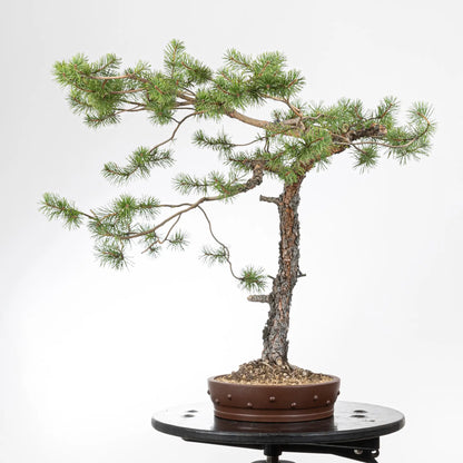 Cara derecha de bonsai de pino silvestre
