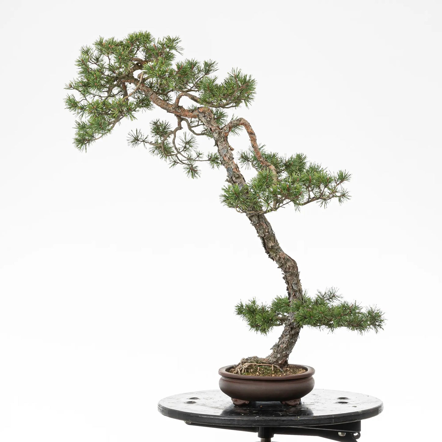 Cara derecha de bonsai yamadori de pino silvestre