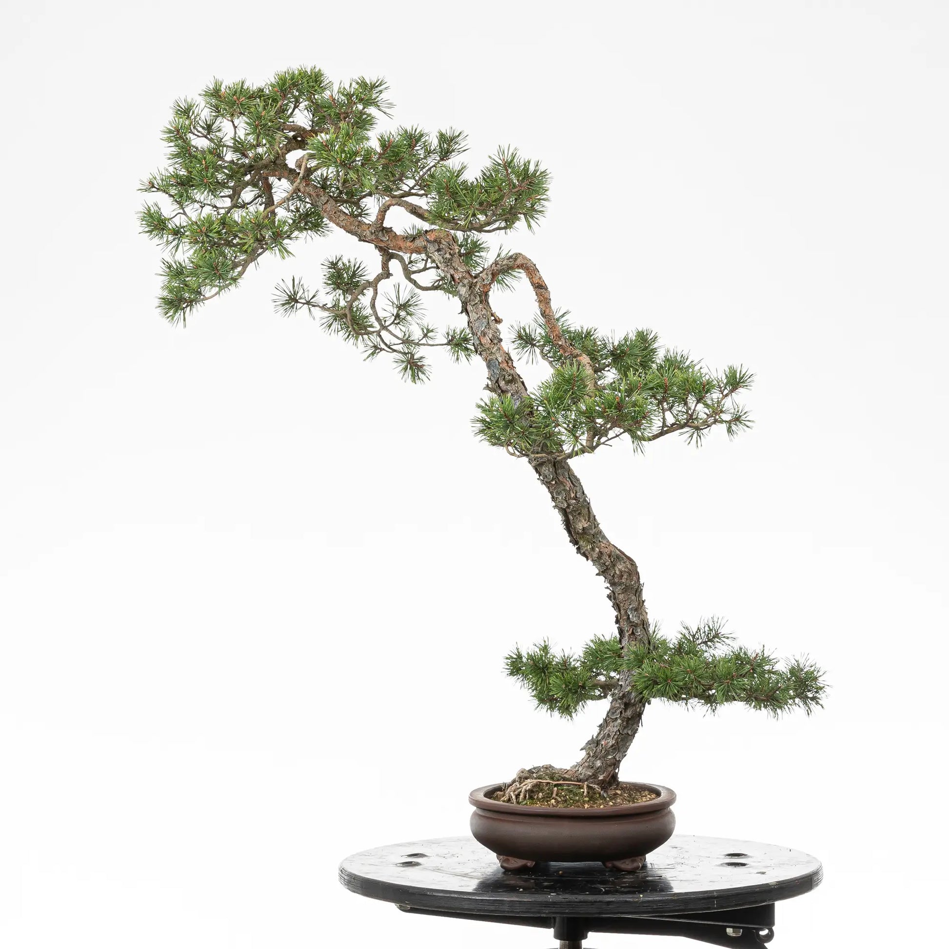 Cara derecha de bonsai yamadori de pino silvestre