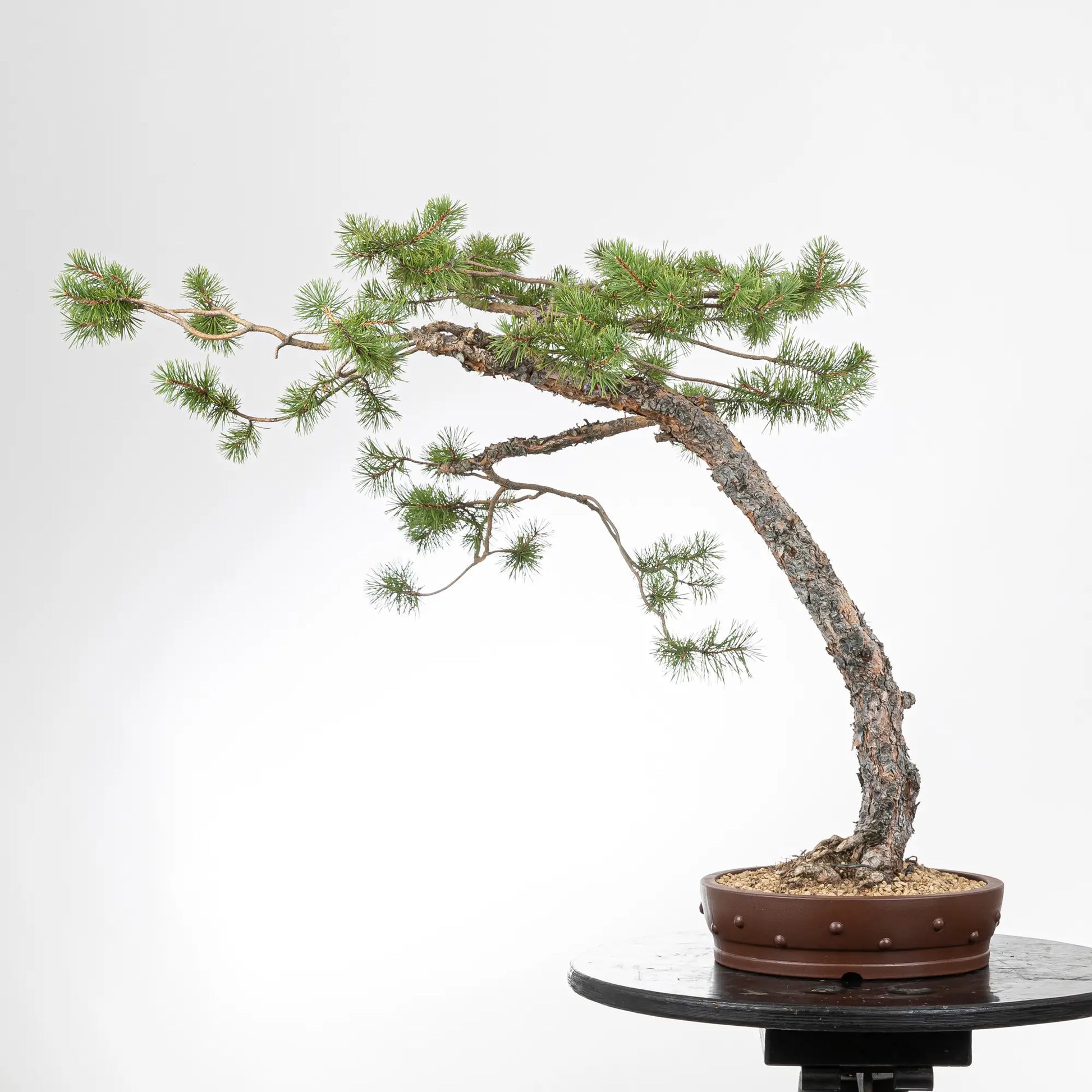 Cara trasera de bonsai de pino silvestre