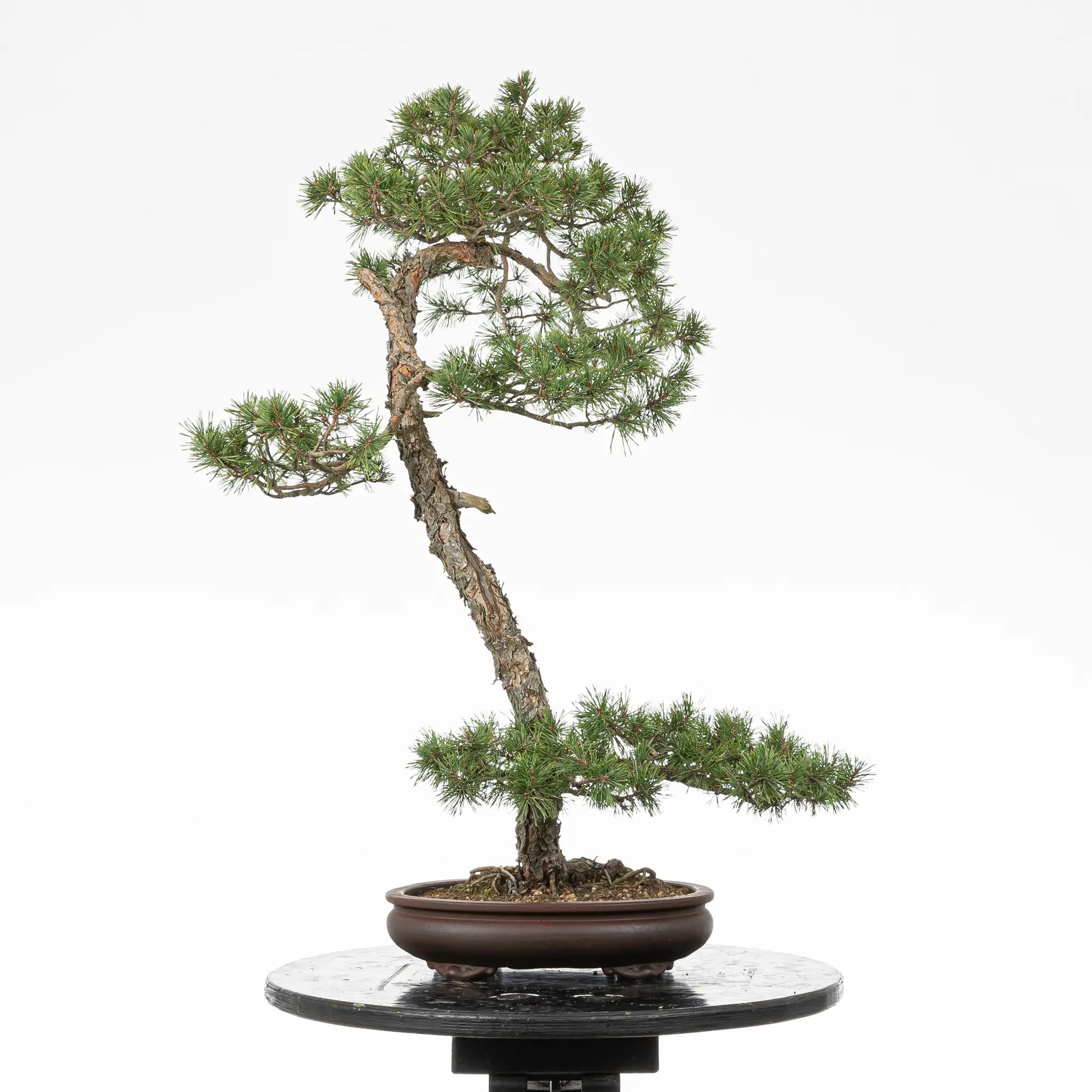 Cara trasera de bonsai yamadori de pino silvestre