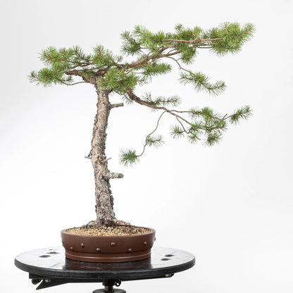 Cara izquierda de bonsai de pino silvestre