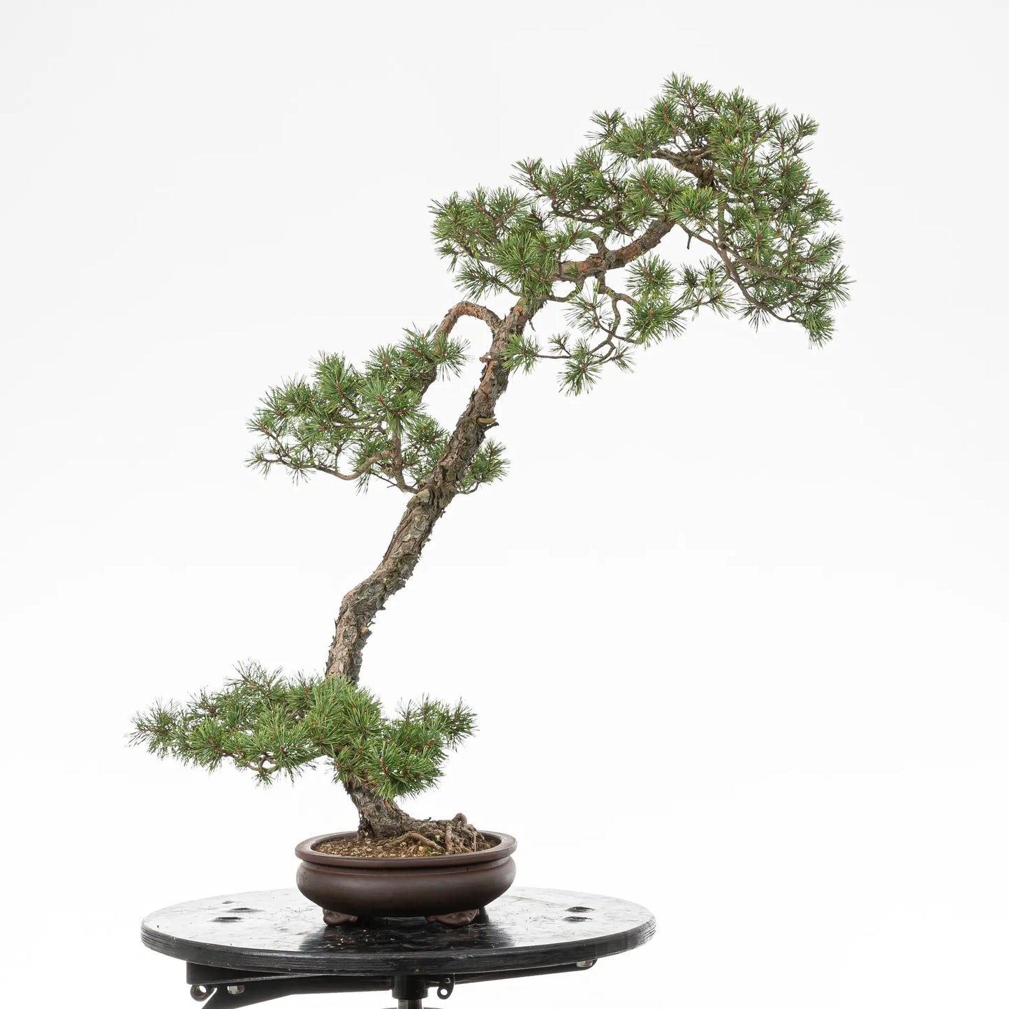 Cara izquierda de bonsai yamadori de pino silvestre