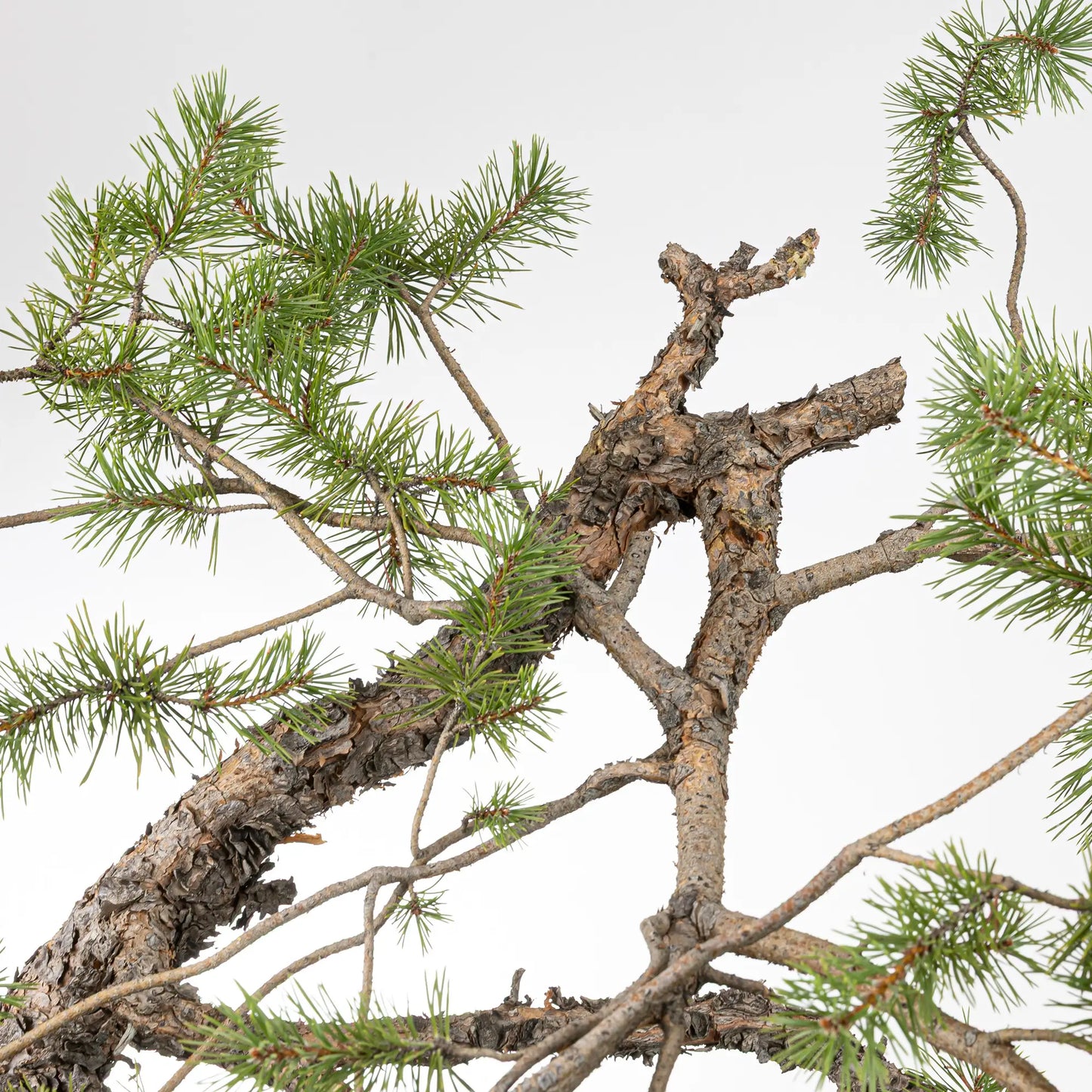 Detalle de curba y ramas de bonsai de pino silvestre