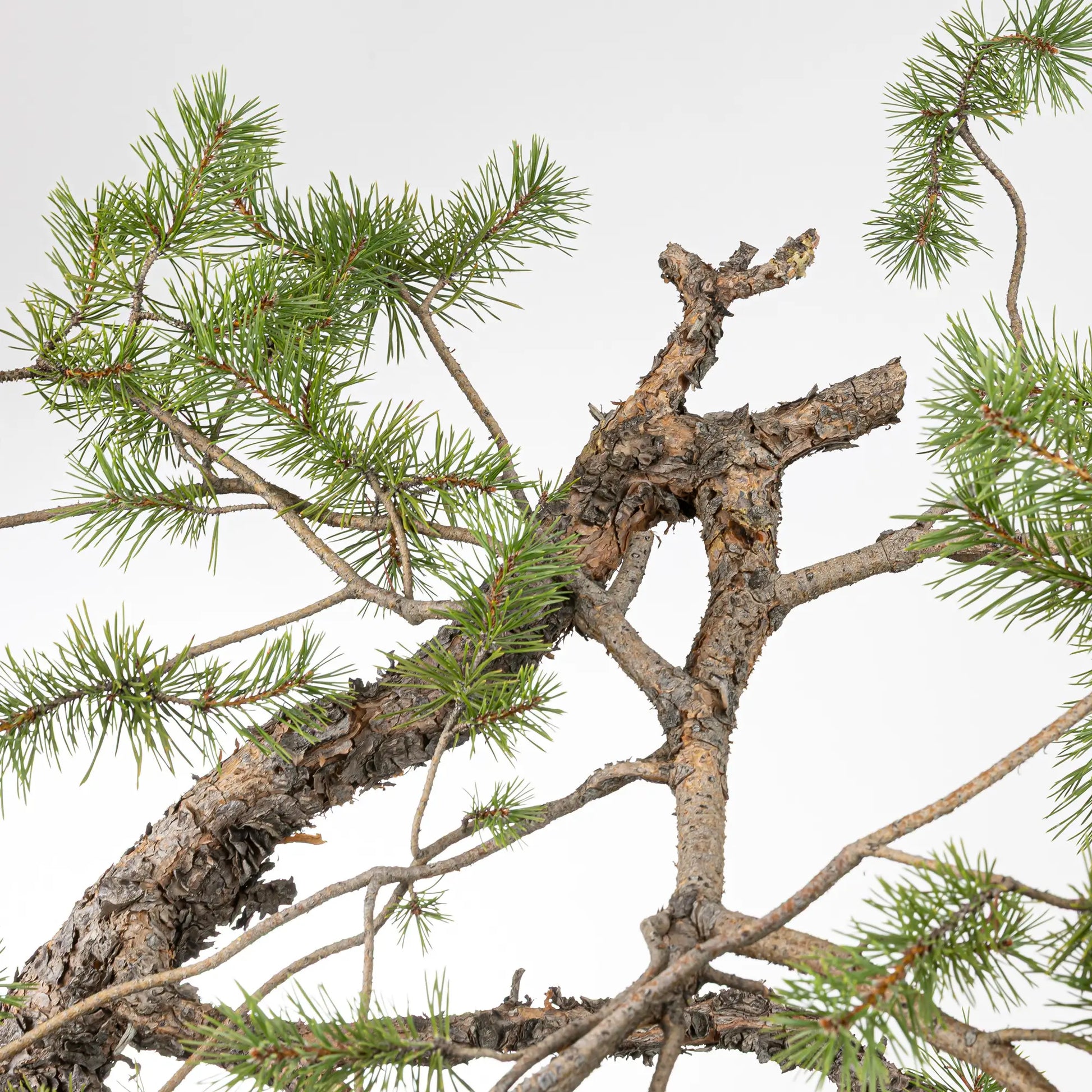 Detalle de curba y ramas de bonsai de pino silvestre