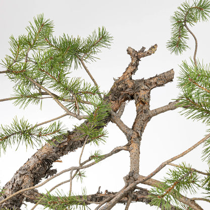 Detalle de curba y ramas de bonsai de pino silvestre