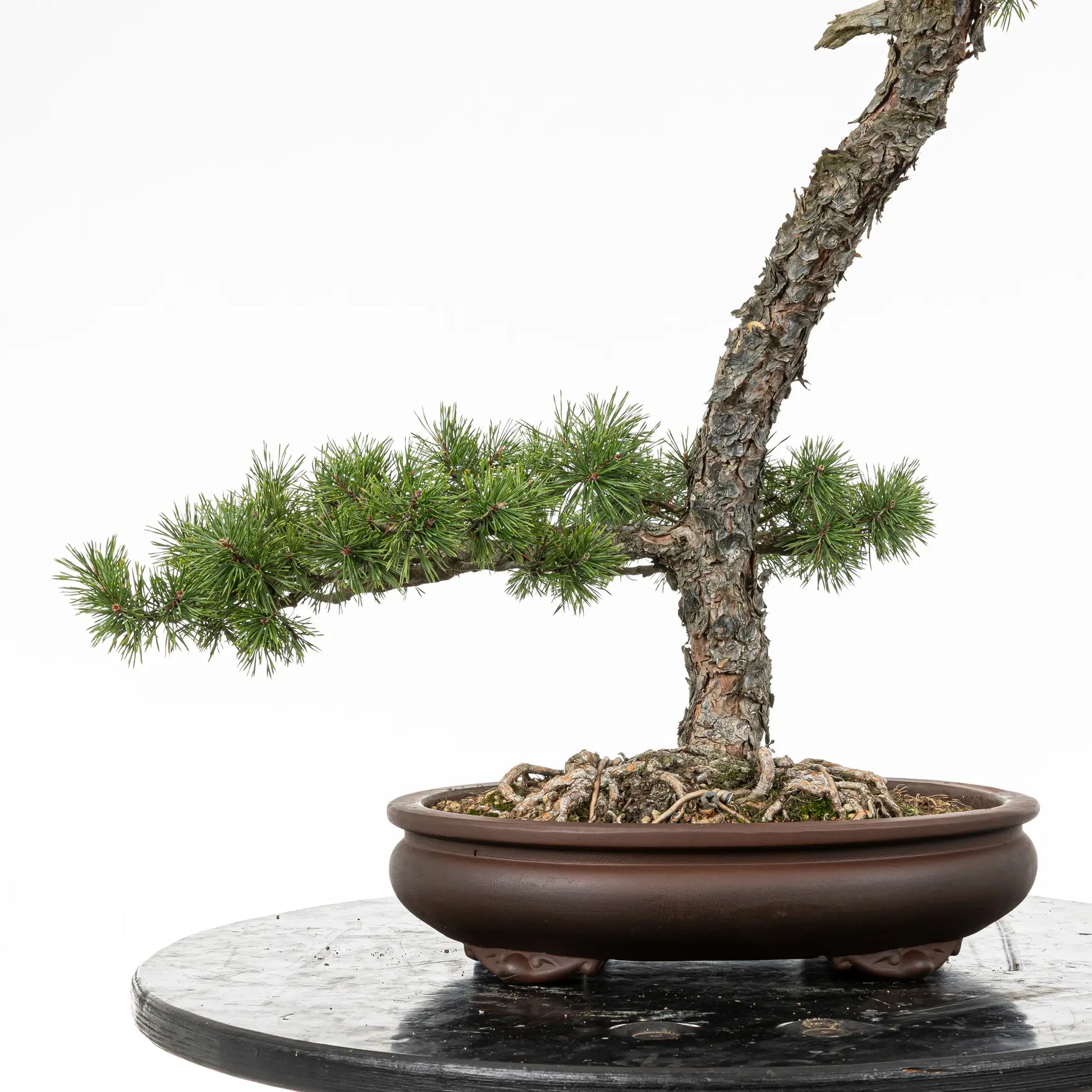 Detalle de rama baja y nebari de bonsai yamadori de pino silvestris
