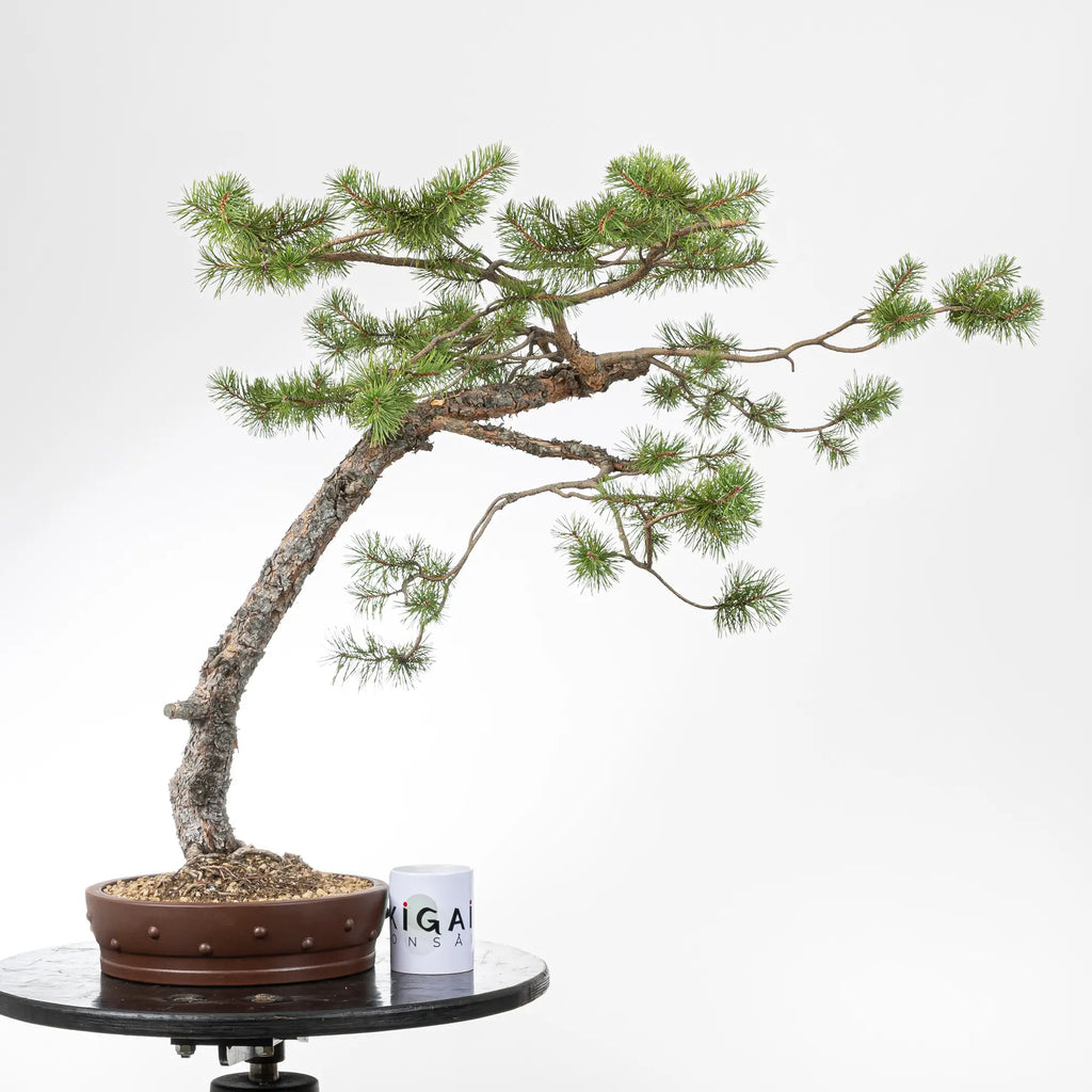Comparativa de tamaño de bonsai de pino silvestre con una taza de la tienda de ikigai bonsai.