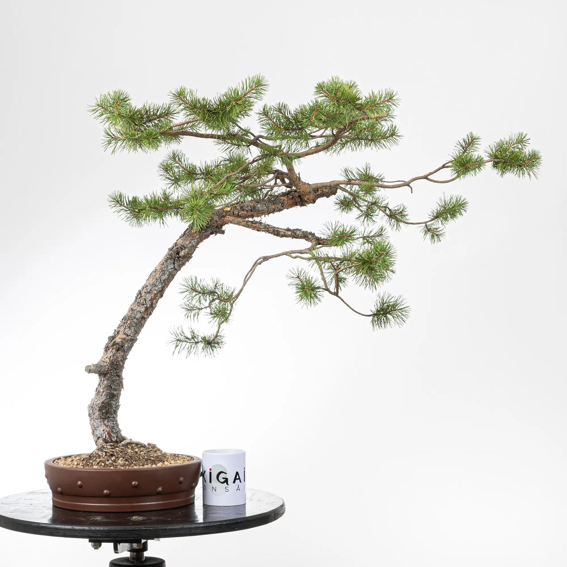 Comparativa de tamaño de bonsai de pino silvestre con una taza de la tienda de ikigai bonsai.