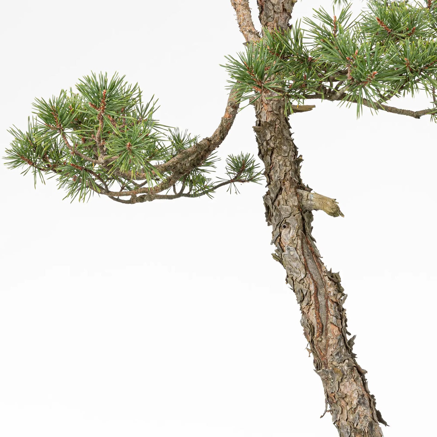 Detalle de shari, corteza, ramas y tronco de bonsai yamadori de pino silvestris