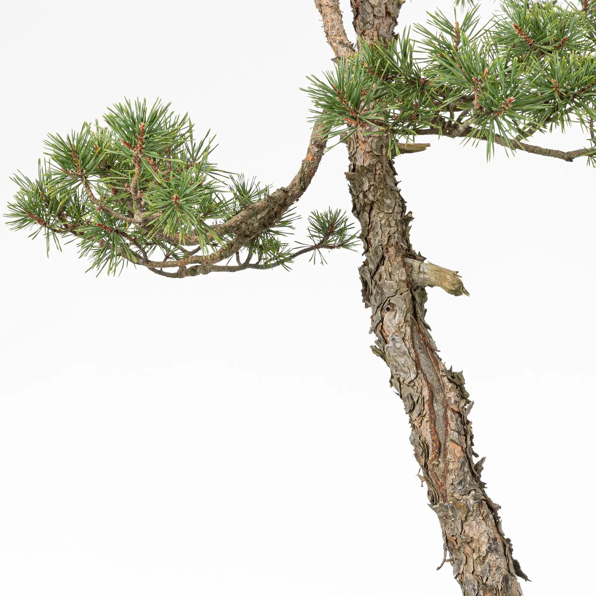 Detalle de shari, corteza, ramas y tronco de bonsai yamadori de pino silvestris