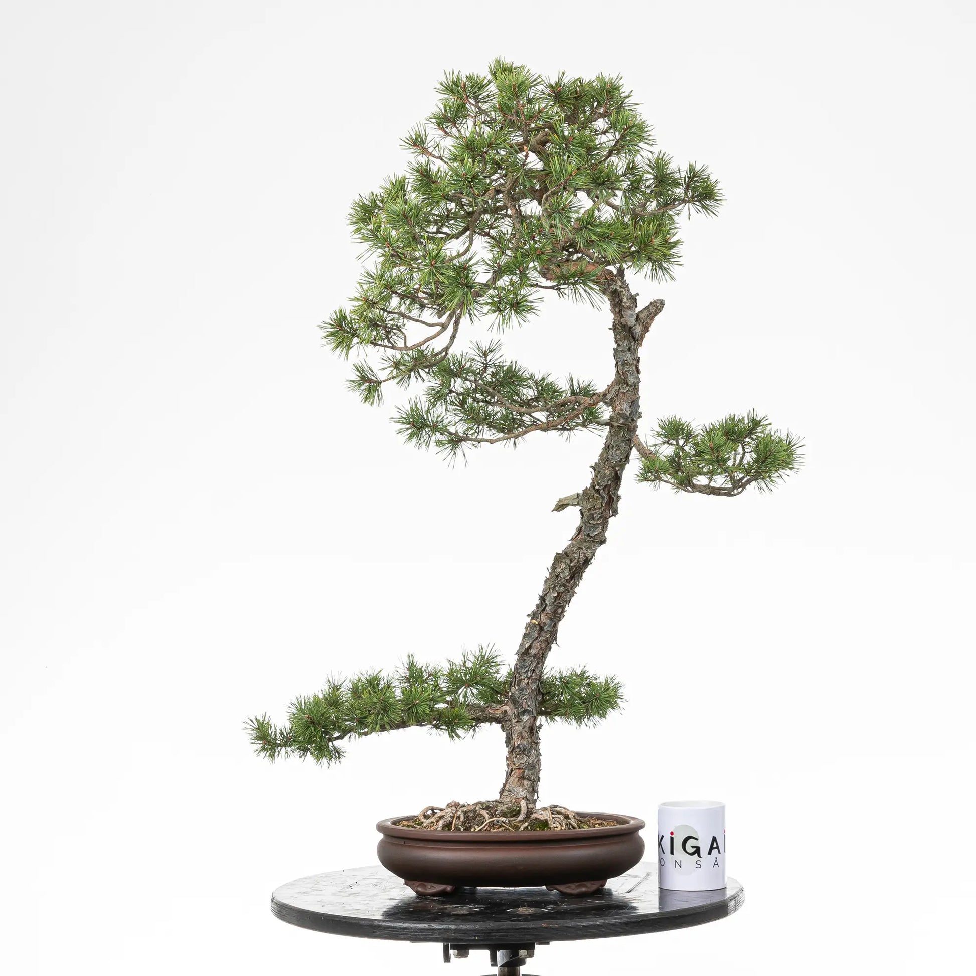 Comparativa de tamaño de bonsai yamadori de pino silvestre con una taza de café de la tienda de ikigai bonsai.