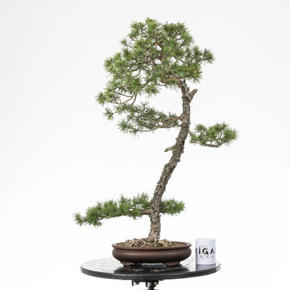 Comparativa de tamaño de bonsai yamadori de pino silvestre con una taza de café de la tienda de ikigai bonsai.