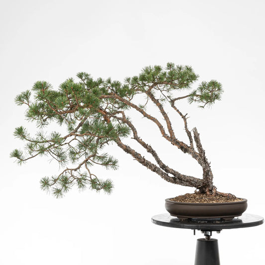 Bonsai yamadori de pinus silvestris tamaño dai y estilo multiple troncos