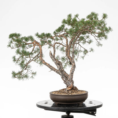 Cara derechad e bonsai yamadori de pinus sylvestris