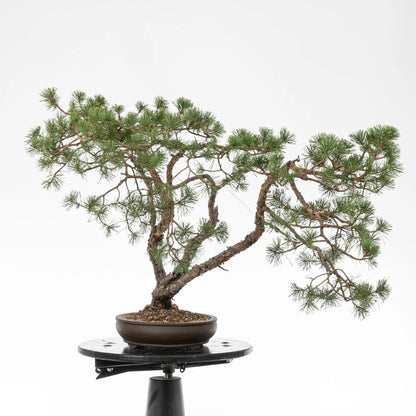 Cara izquierda de bonsai yamadori de pino silvestre