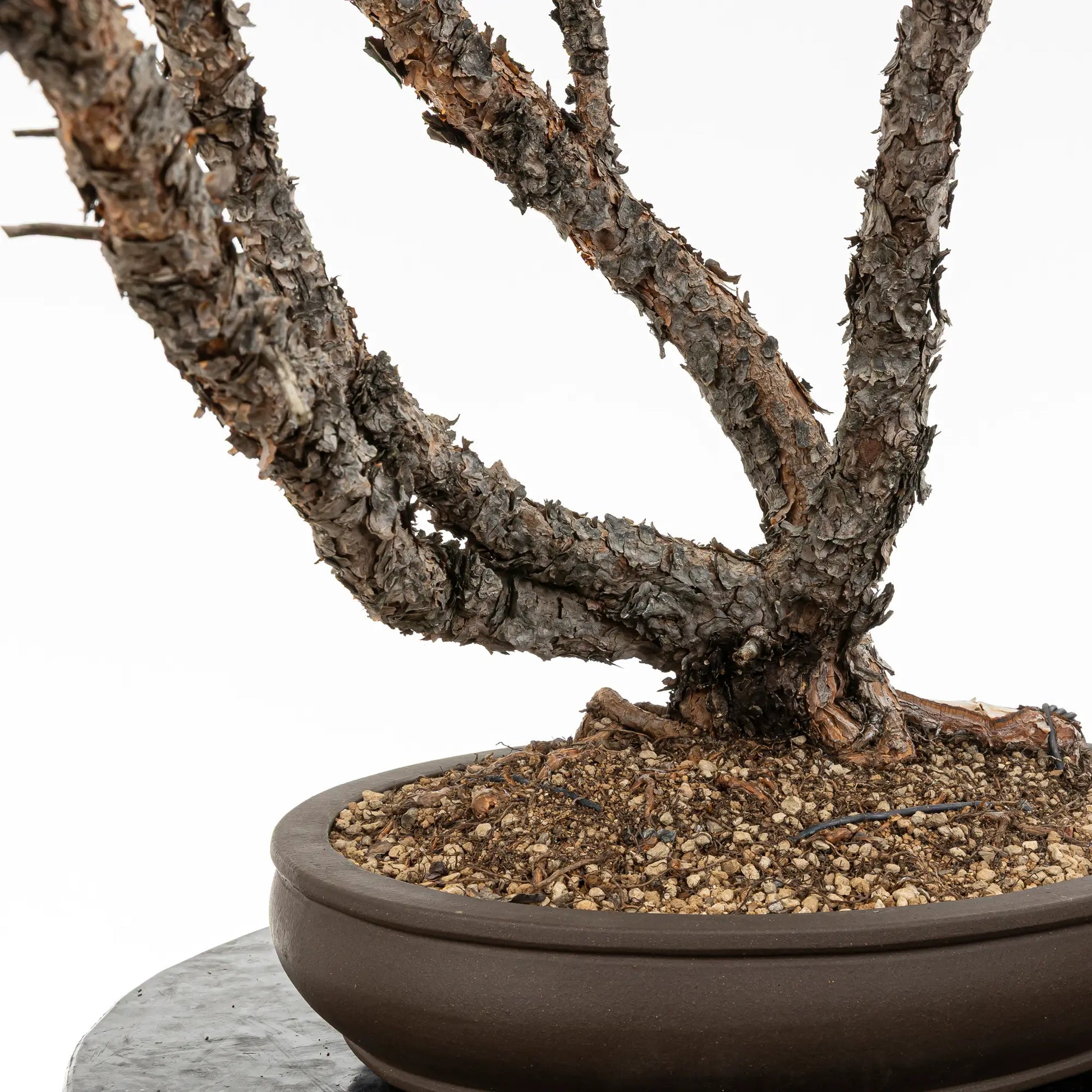 Detalle de nebari y troncos de bonsai de pinus silvestris