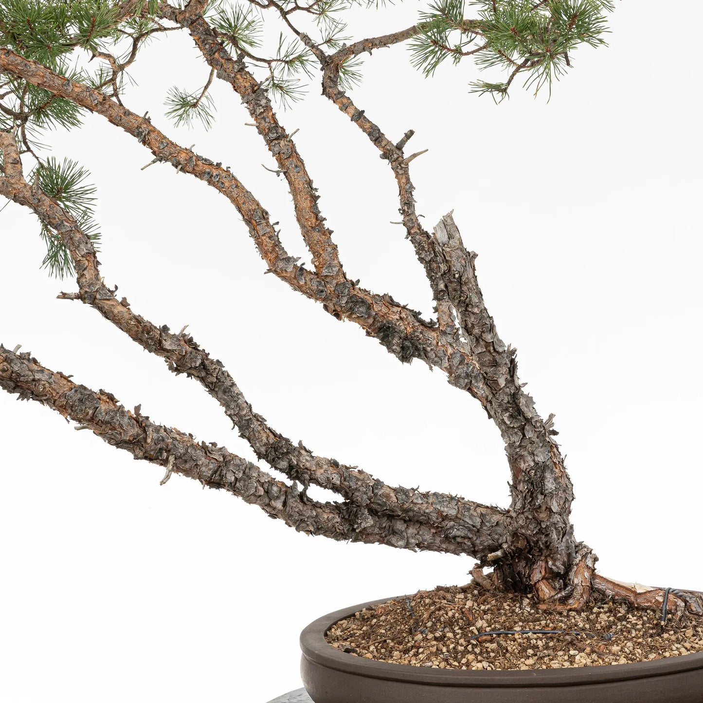 Detalle de troncos de bonsai de pino silvestre
