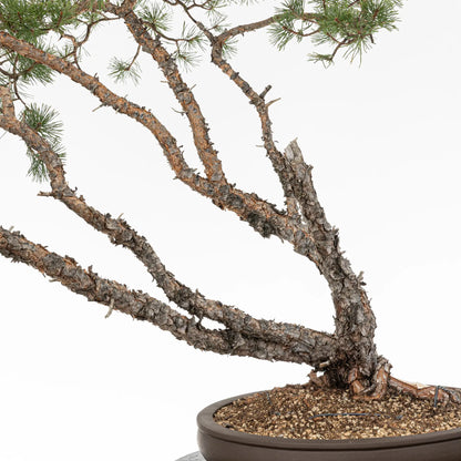 Detalle de troncos de bonsai de pino silvestre