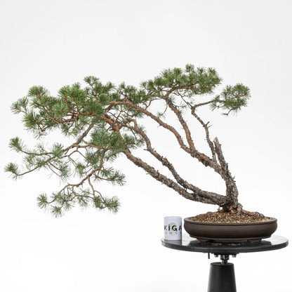 Comparativa de tamaño de bonsai yamadori con una taza de la tienda ikigai bonsai.