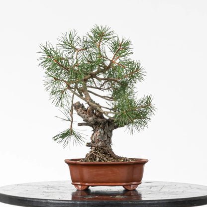 Bonsai yamadori de pino silvestre tamaño shohin estilo moyogi