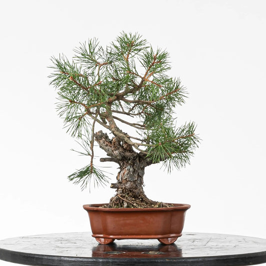 Bonsai yamadori de pino silvestre tamaño shohin estilo moyogi