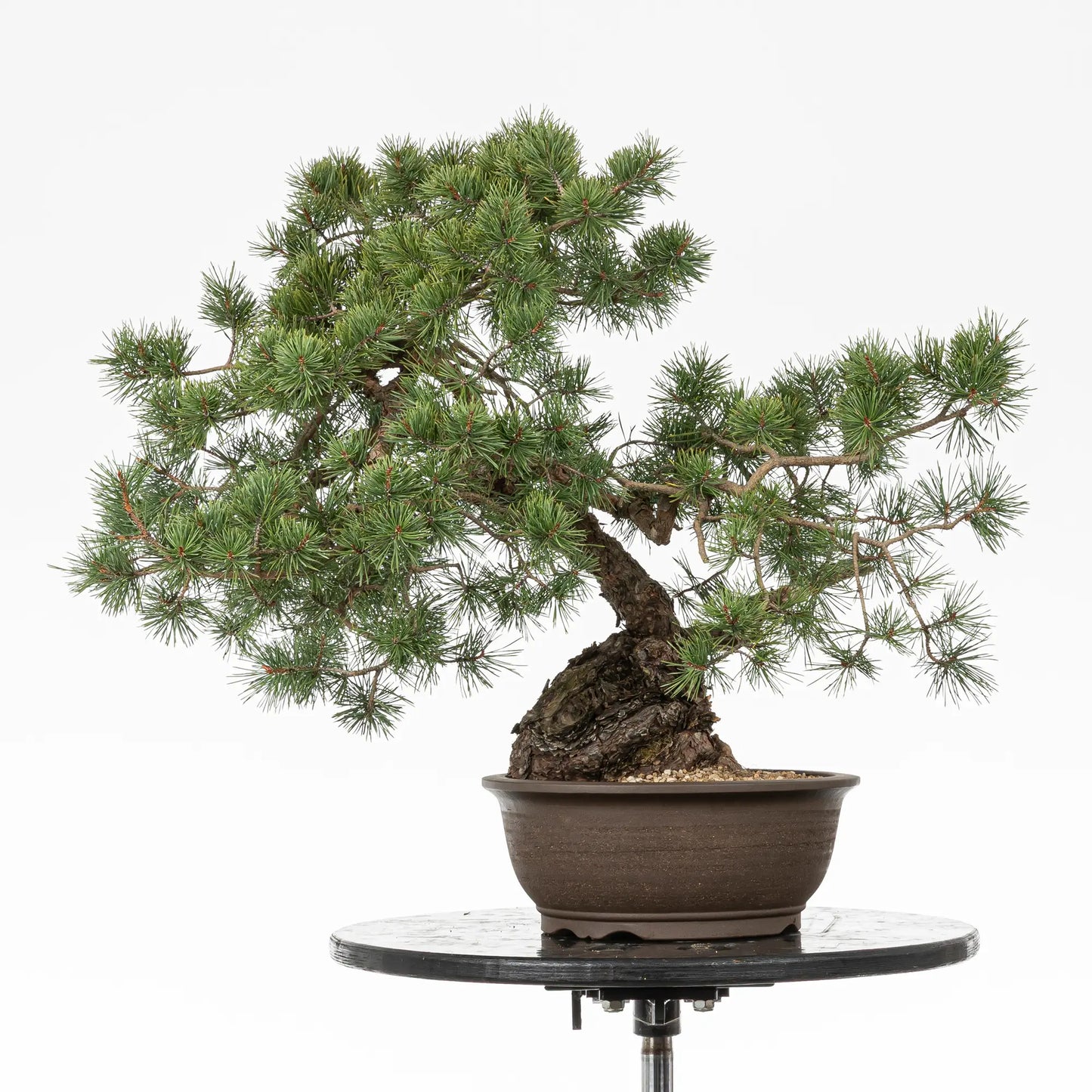 Bonsai yamadori de pinus yslvestris en estilo moyogi o fukinagashi