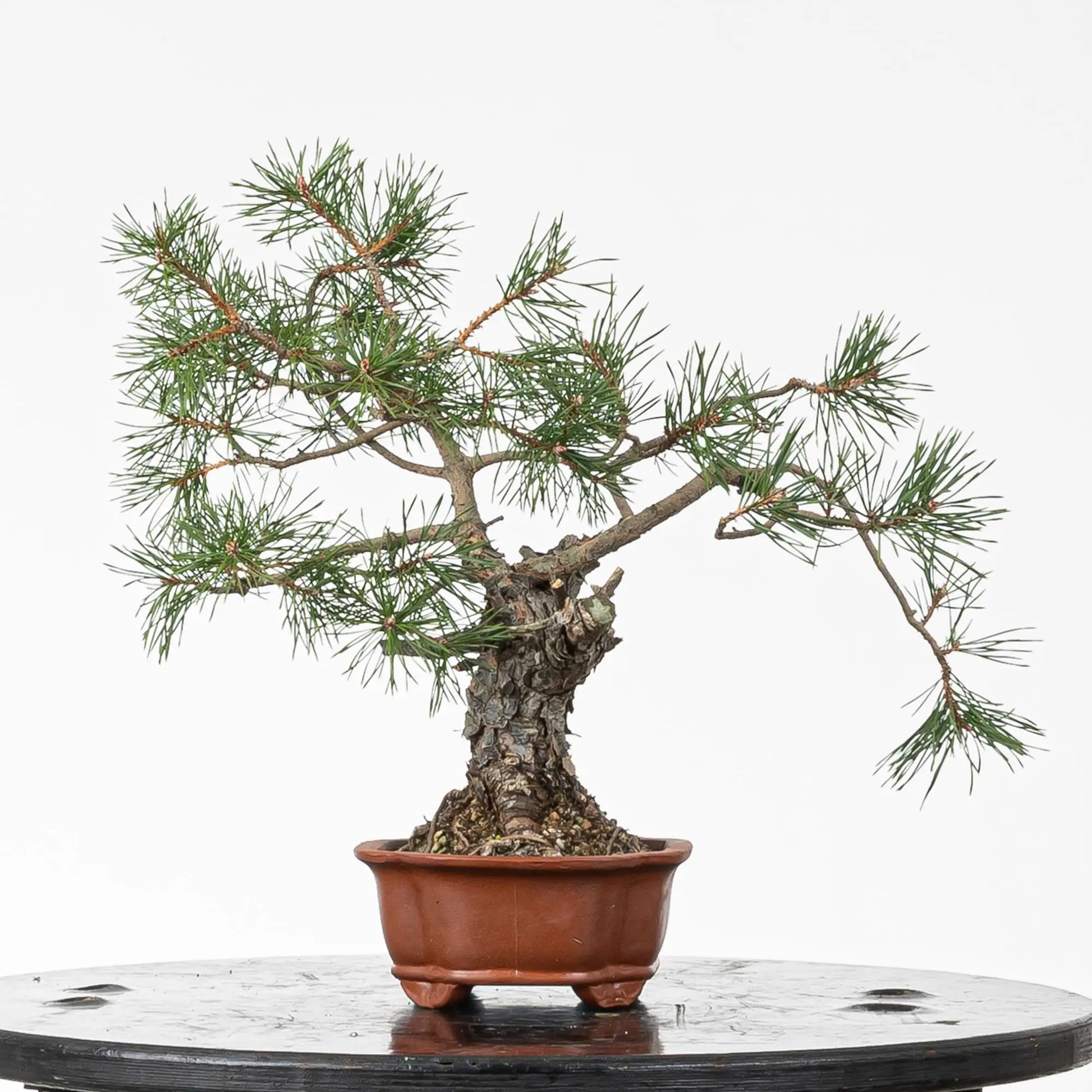 Cara derecha de bonsai de pino silvestre