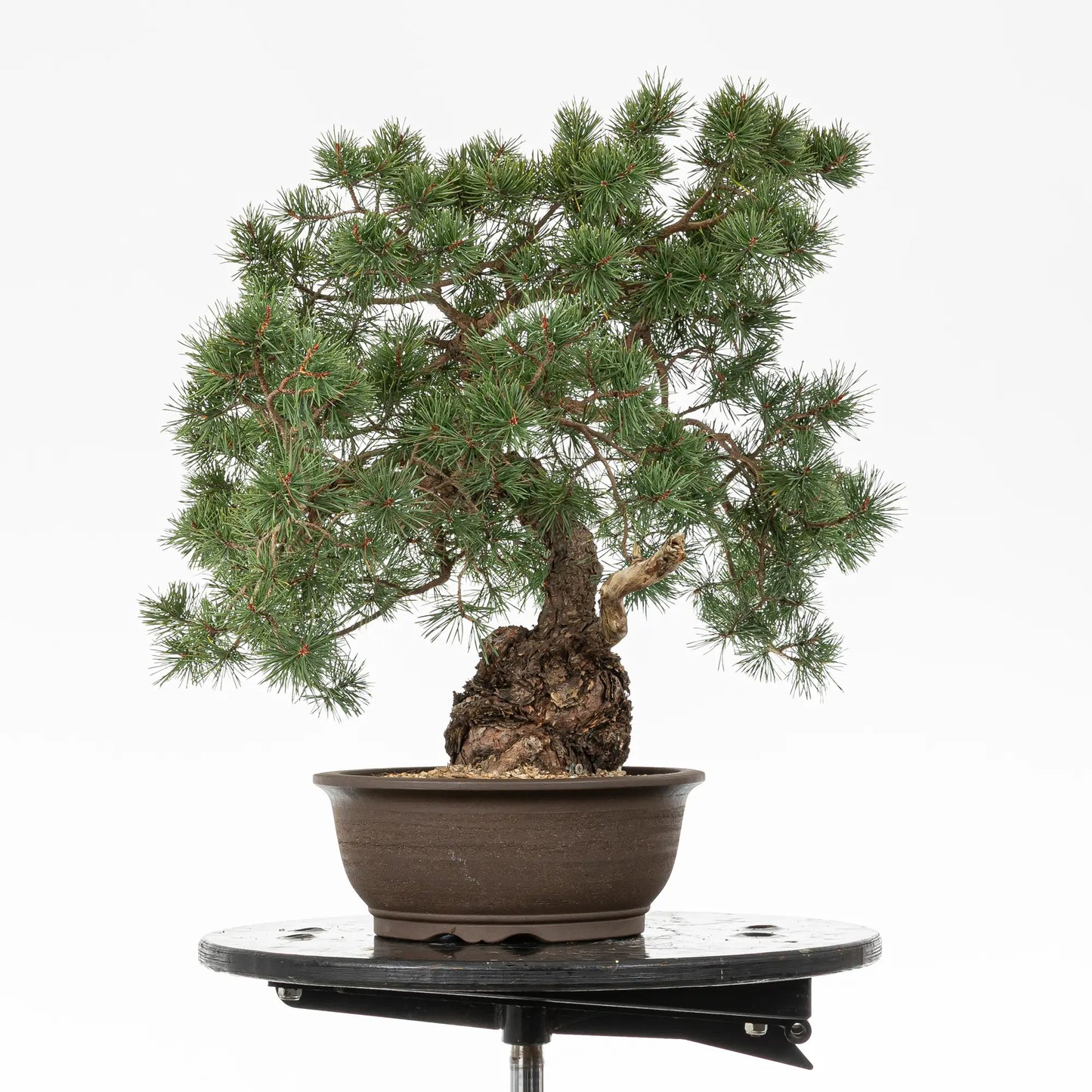Cara izquierda de bonsai de pinus sylvestris de estilo moyogi
