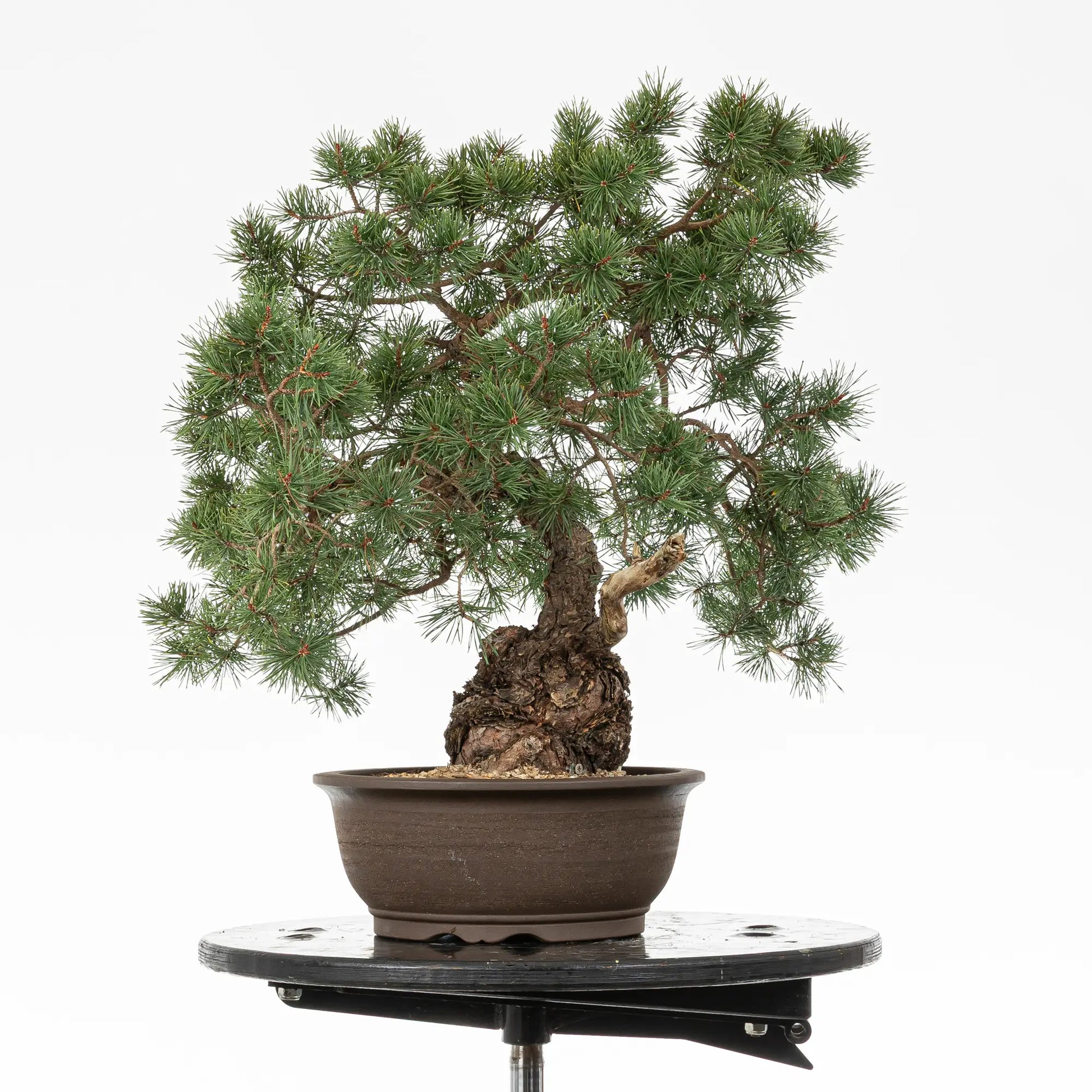 Cara izquierda de bonsai de pinus sylvestris de estilo moyogi
