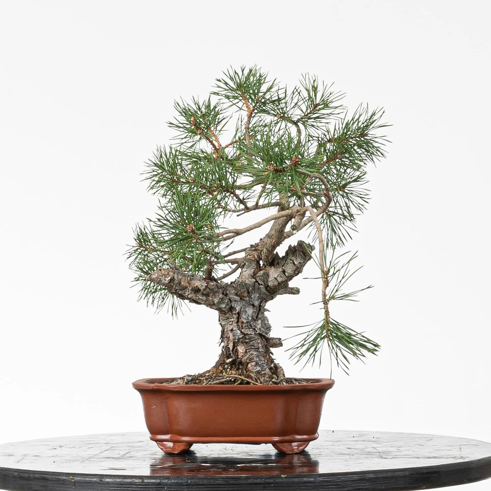 Cara trasera de bonsai de pino silvestre