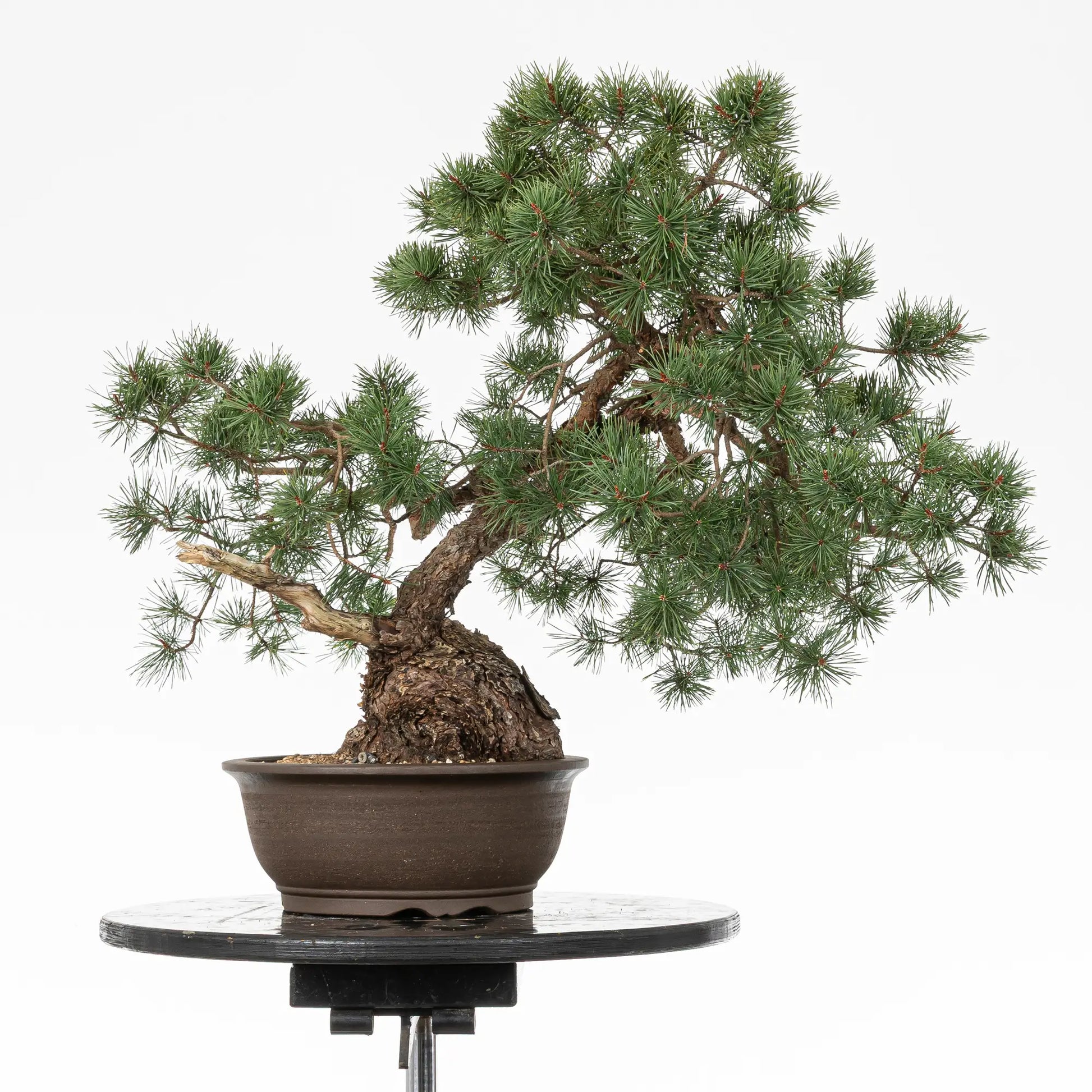 cara trasera de bonsai de pinus silvestris
