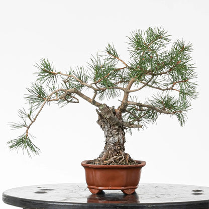 Cara izquierda de bonsai de pino silvestre