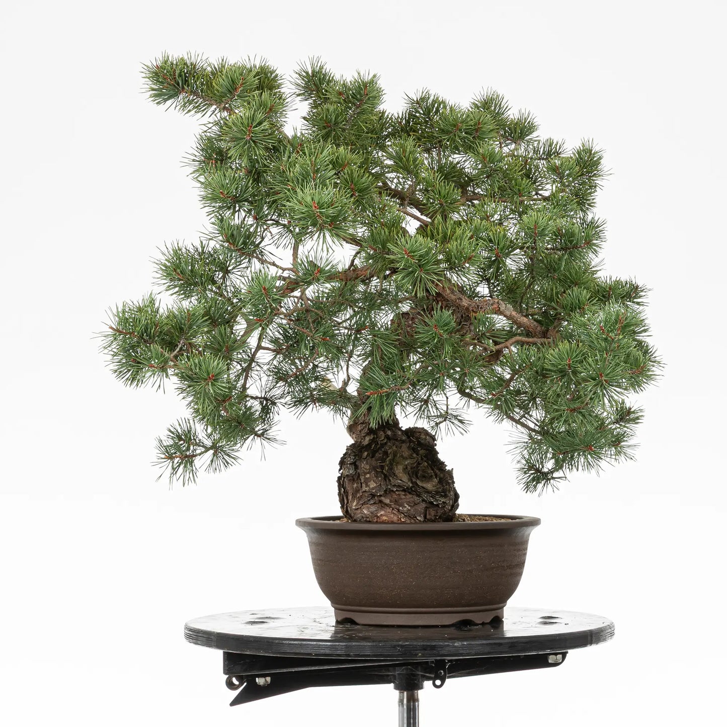 Cara izquierda de bonsai de pinus sylvestris