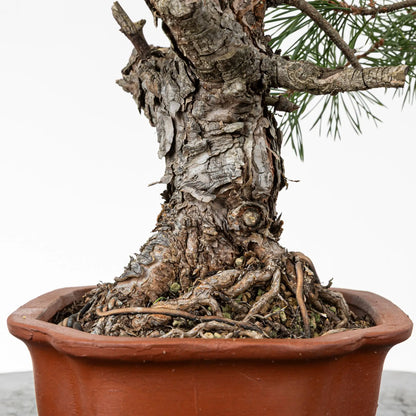 Detalle de base o nebari de bonsai de pino silvestre.
