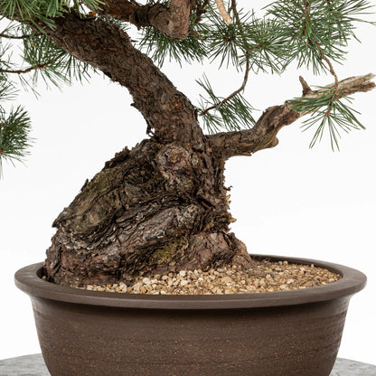 Detalle de base o nebari de bonsai de pinus sylvestris