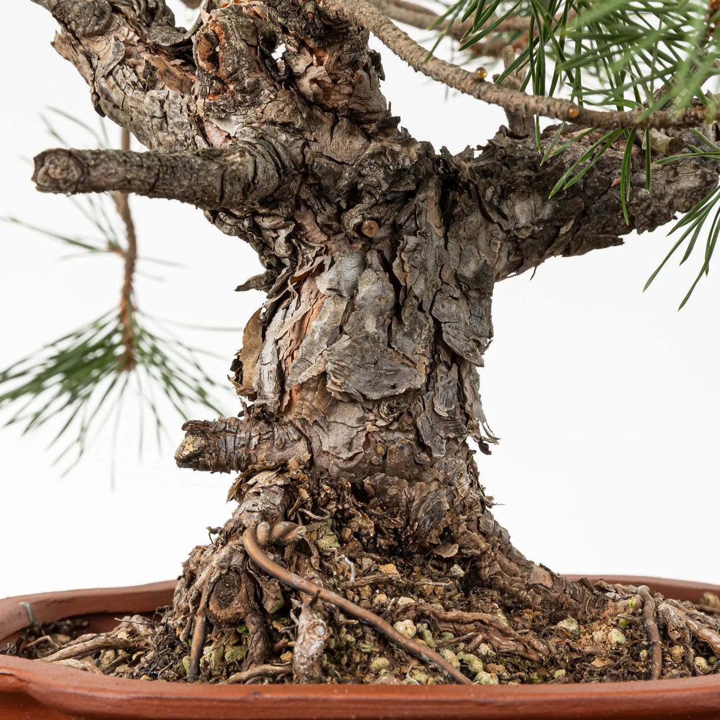 Detalle de tronco con corteza de bonsai de pino silvestre.